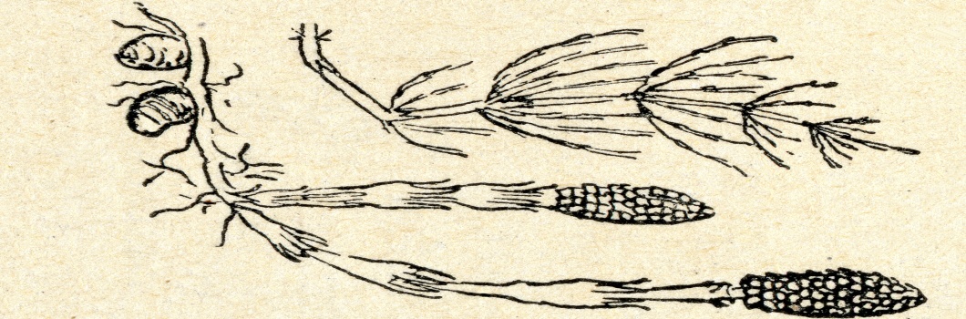 equisetum arvense