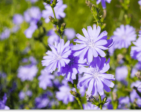 Cykoria podróżnik - właściwości i zastosowanie cykoria podróżnik właściwości