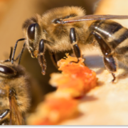 co to jest propolis