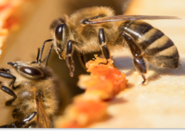 co to jest propolis