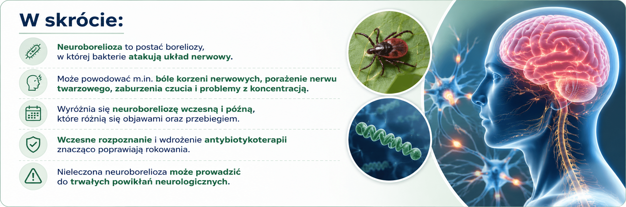 neuroborelioza najważniejsze informacje