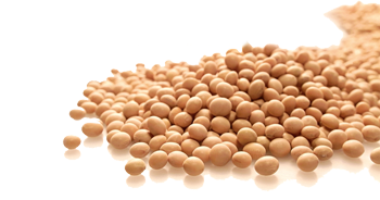 soja w Almasedzie soja w Almasedzie