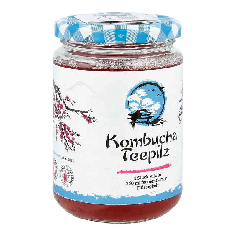 Kombucha Teepilz 1 szt. od Hecht-Pharma GmbH PZN 01688955