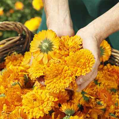 Weleda Calendula olejek do masażu z nagietkiem nieperfumowany zamów na apo-discounter.pl